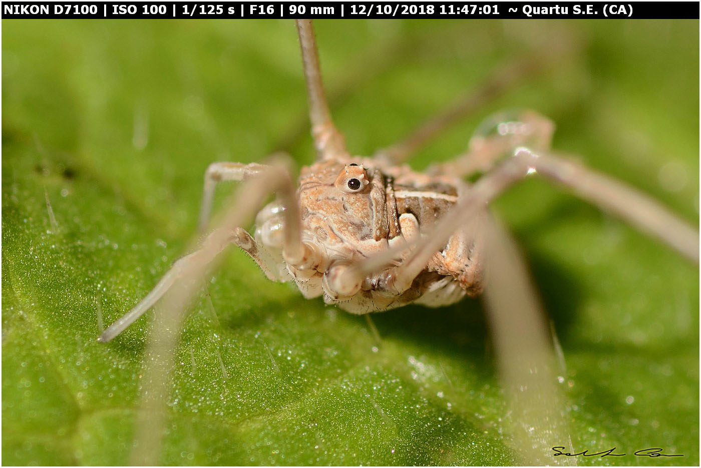 Metaphalangium cirtanum (Phalangiidae)